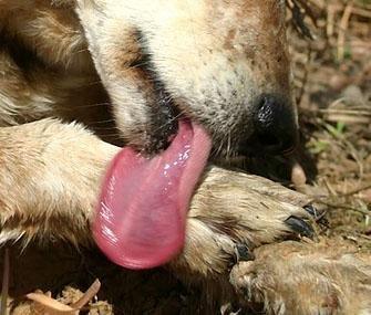 6 motivos pelos quais o seu cão pode estar lambendo as patas