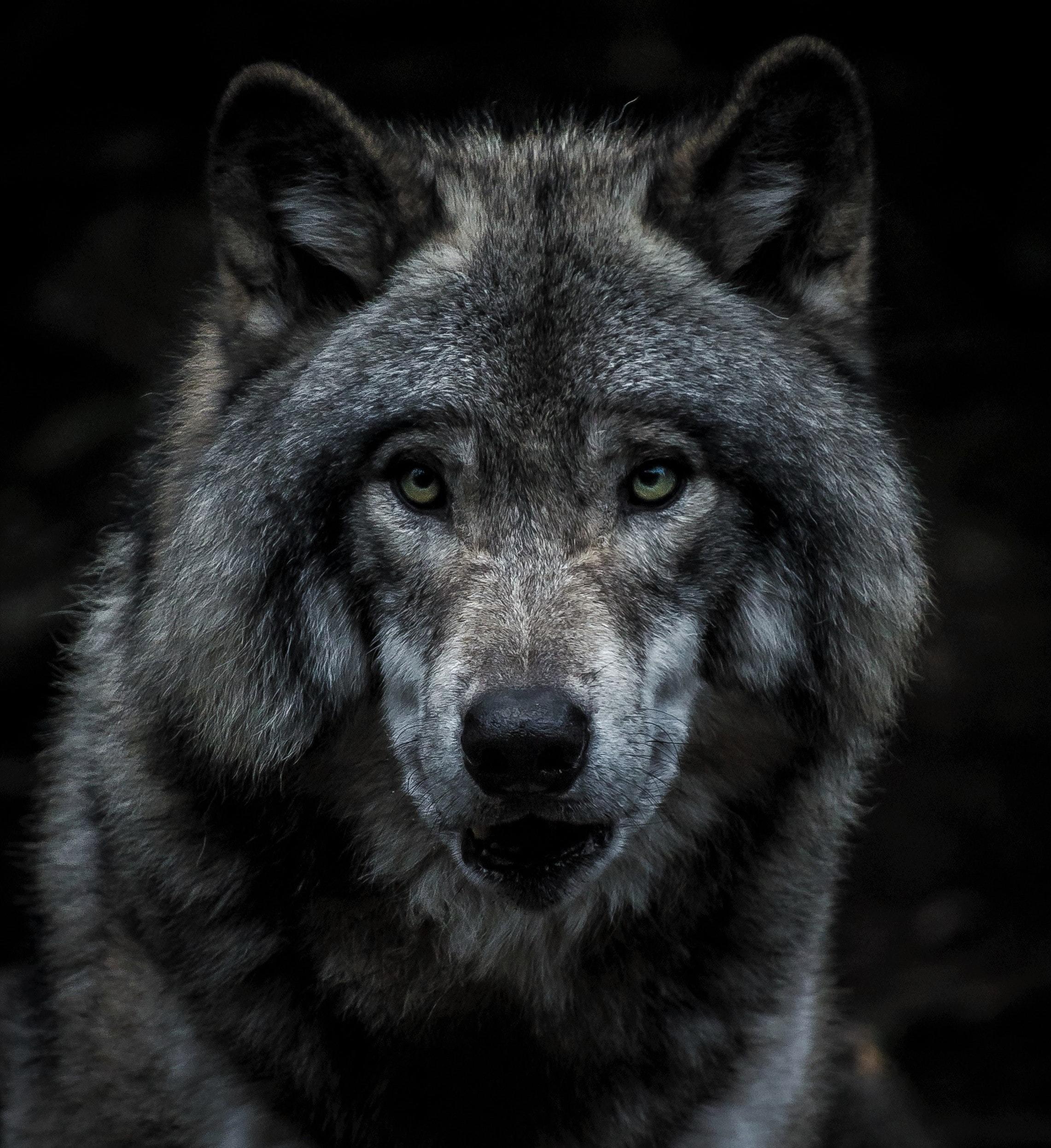Origin of the canine breeds.