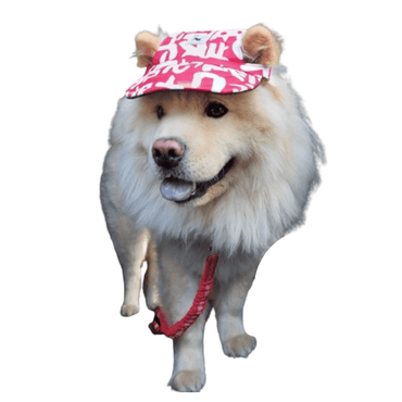 Chapéu com Viseira para Cães – Estilo e Proteção Solar