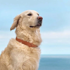 Coleira Para Rastreador AirTag Gps Cachorro Cães Personalizada